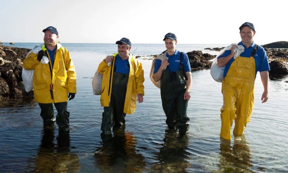 Workers harvesting seaweed