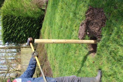 hammer stake into ground before planting tree 