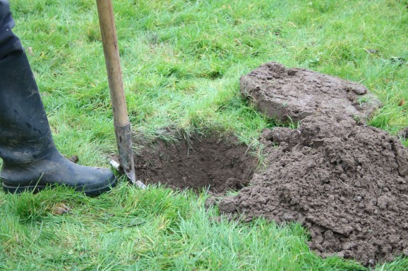 digging a hole to plant a bare-rooted tree