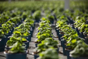 Reap What You Sow! Get To Know The Physical And Mental Health Benefits Of Gardening