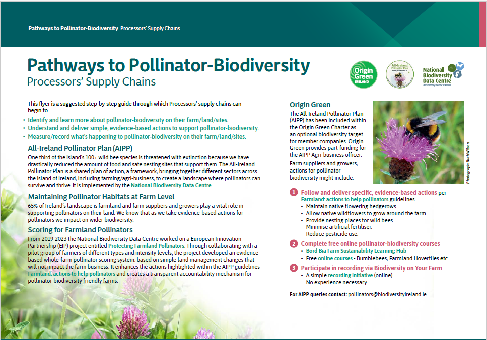 Infographic outlining pathways to pollinator-biodiversity in processors' supply chains, including steps for identifying, understanding, and measuring pollinator biodiversity, as well as the All-Ireland Pollinator Plan and maintaining pollinator habitats at farm level