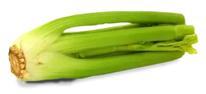 Celery