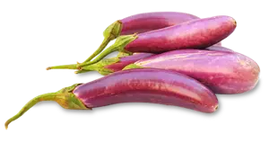 Aubergine