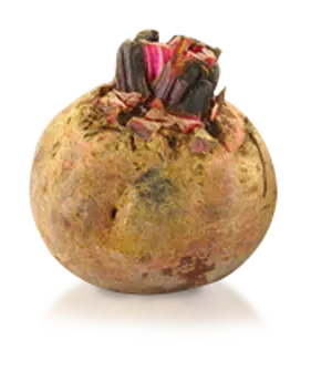 Beetroot