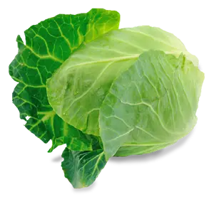 Cabbage