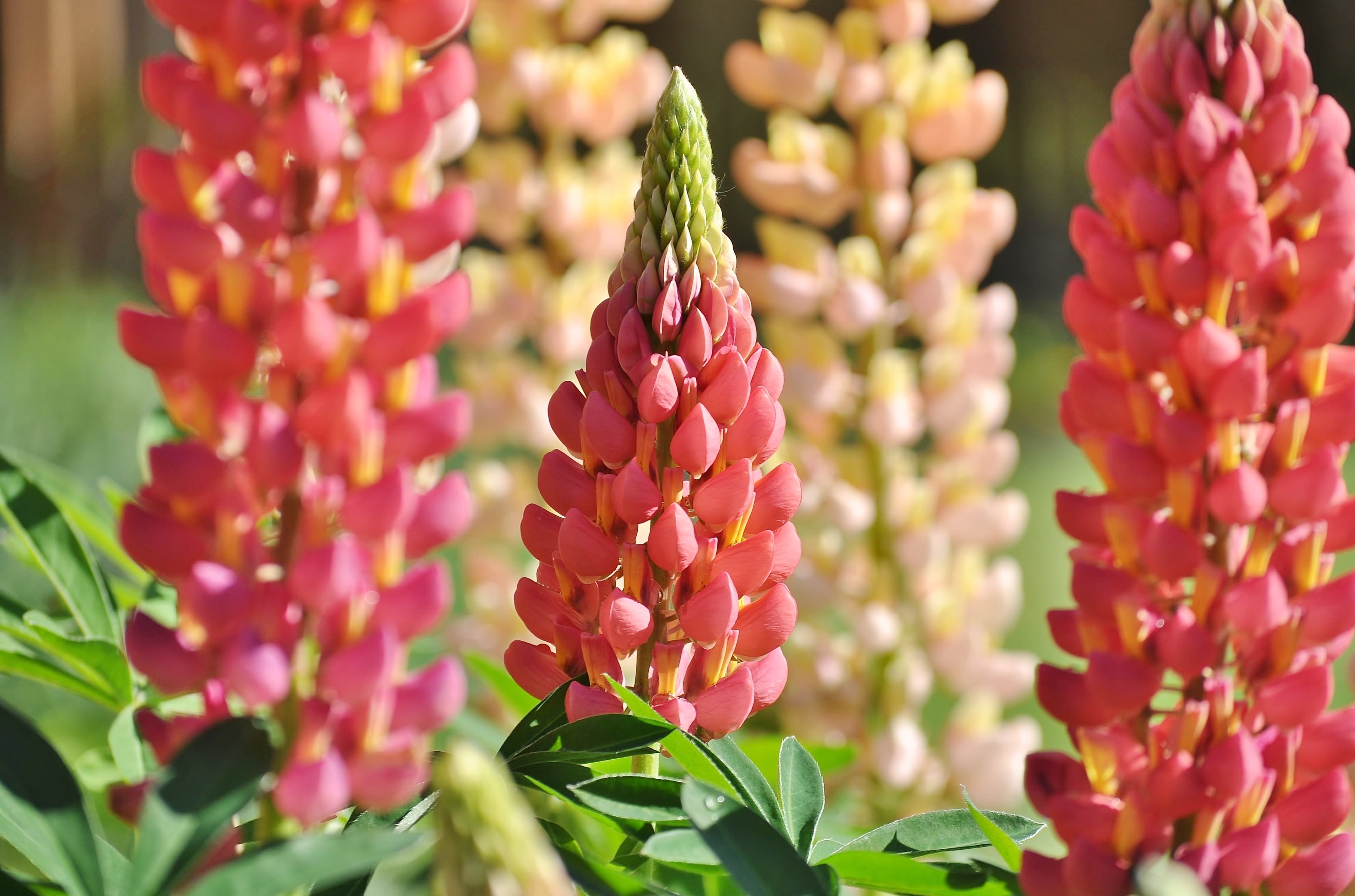 Lupin Westcountry 'Tequila Flame'-min.jpg
