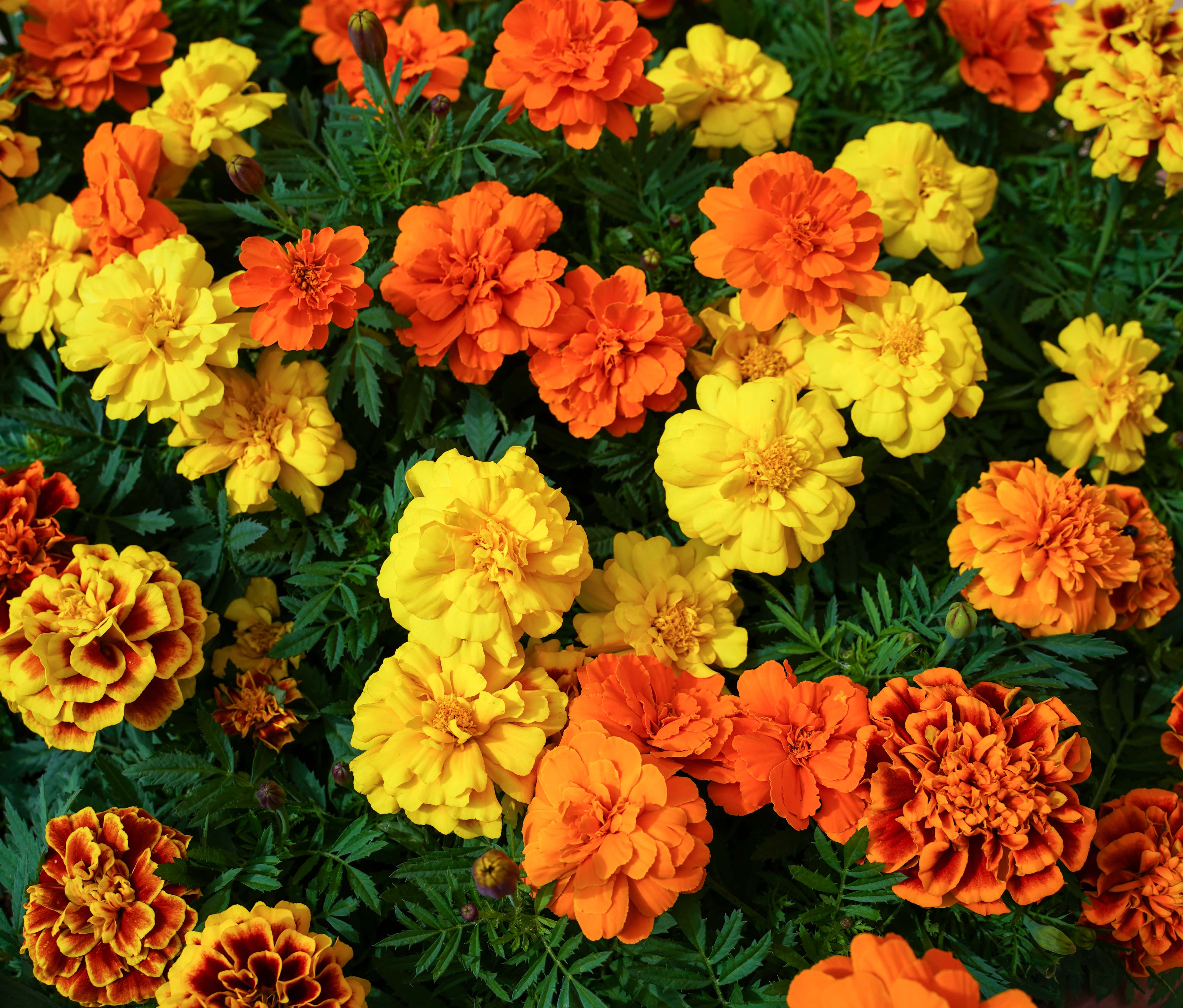 shutterstock_1641465643 Marigold-min.jpg