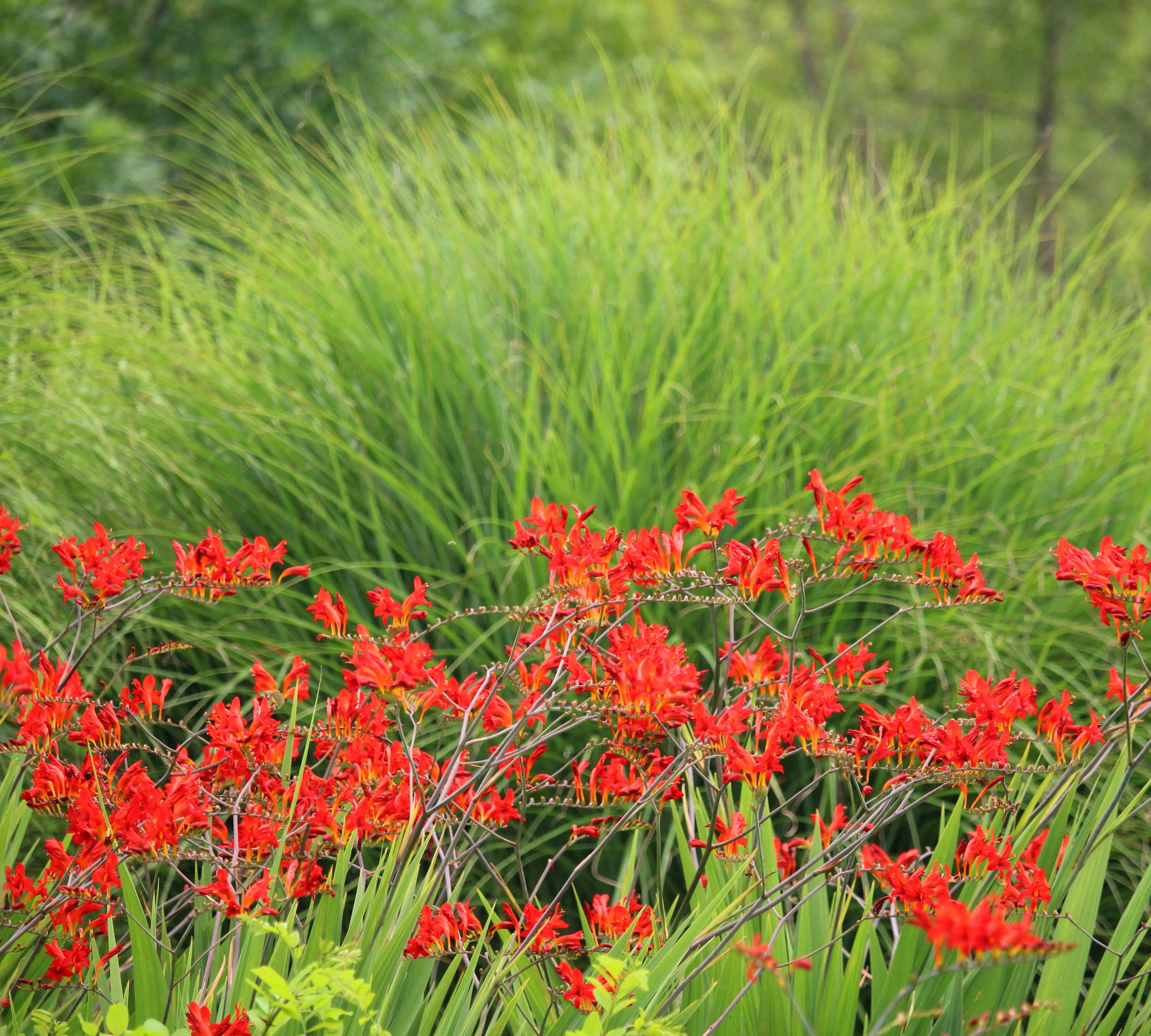 shutterstock_379883575 Crocosmia Lucifer-min.jpg