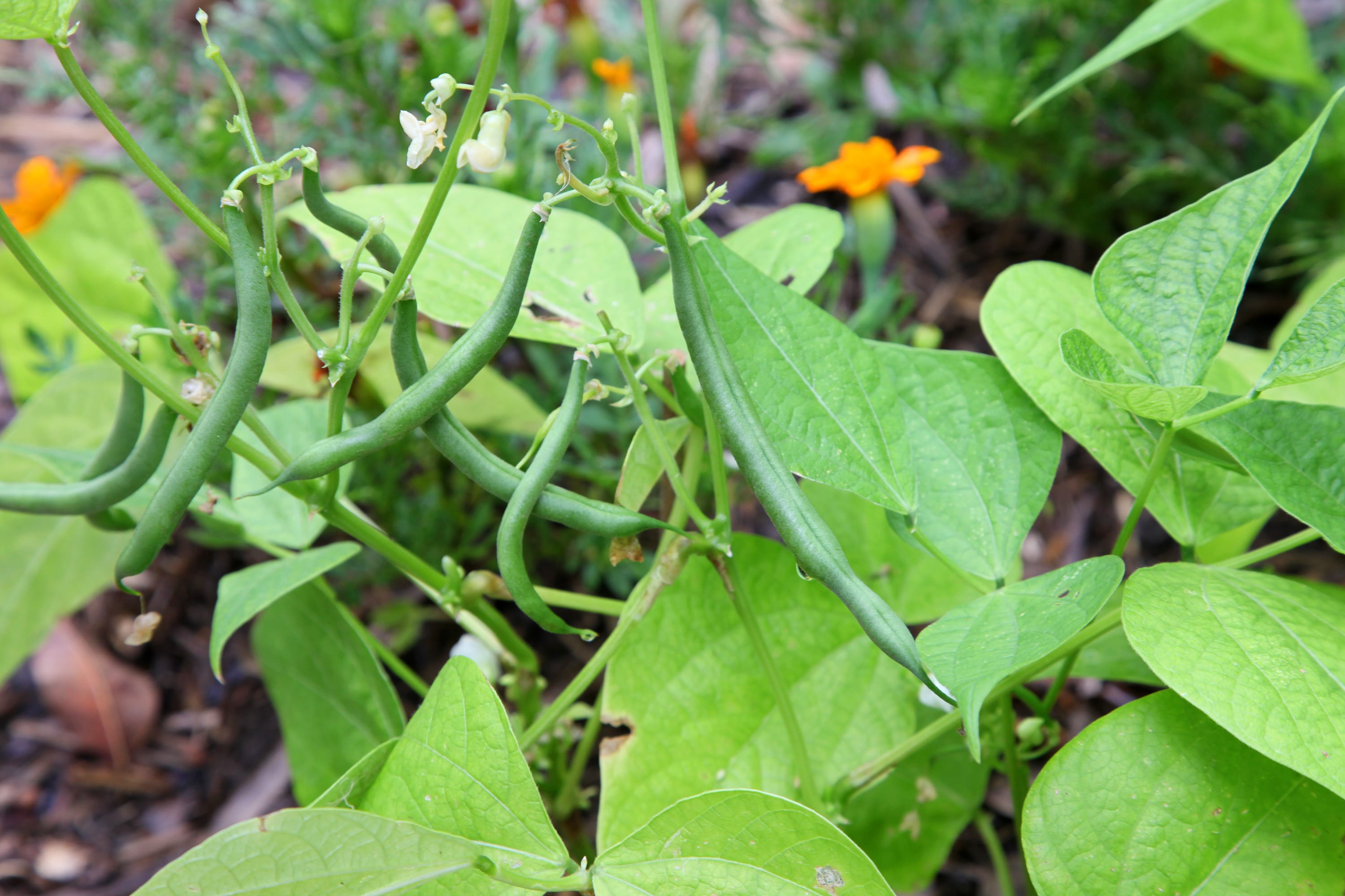 shutterstock_390786850 French beans-min.jpg