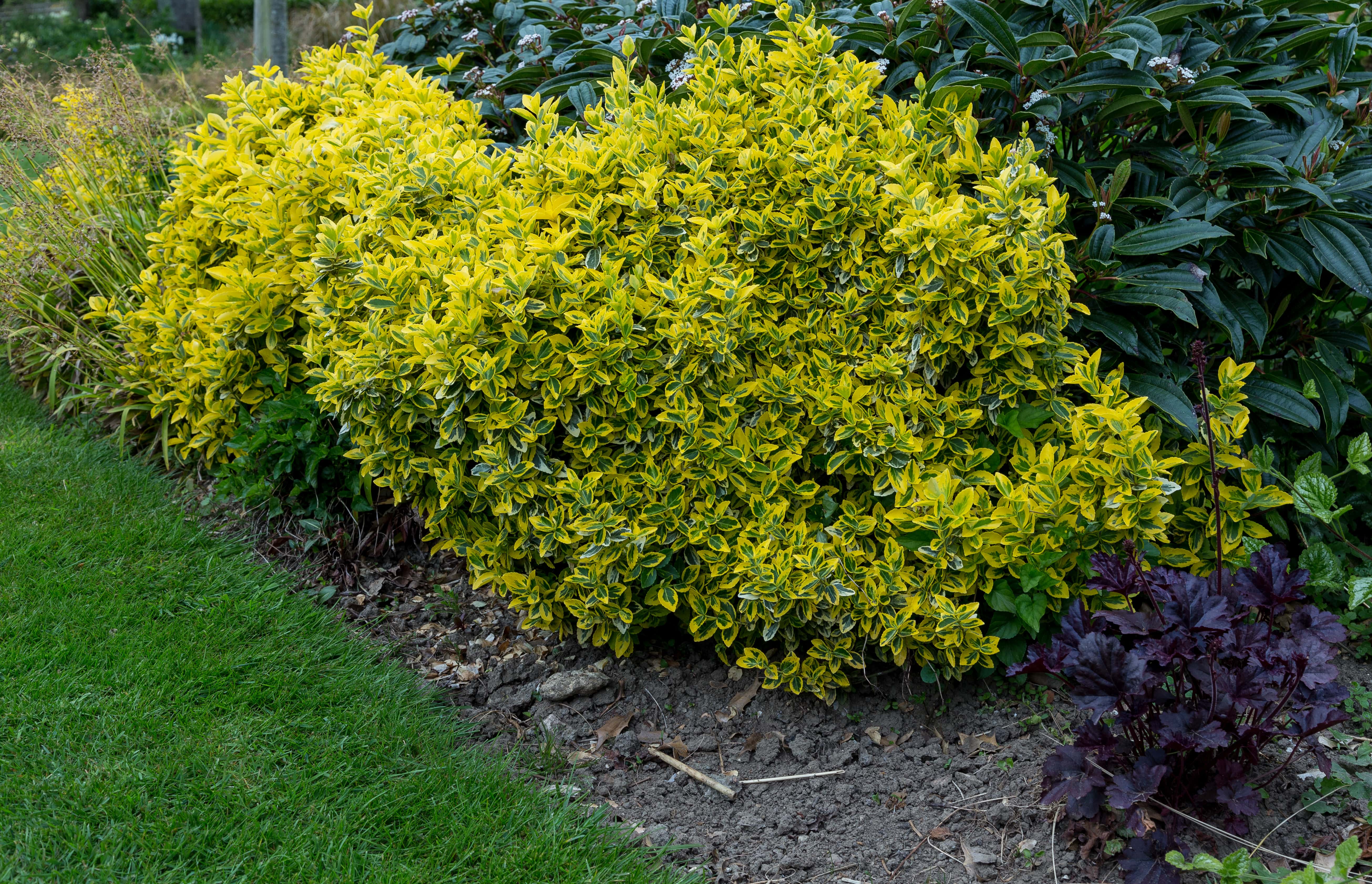 shutterstock_625745690 Euonymus-min.jpg