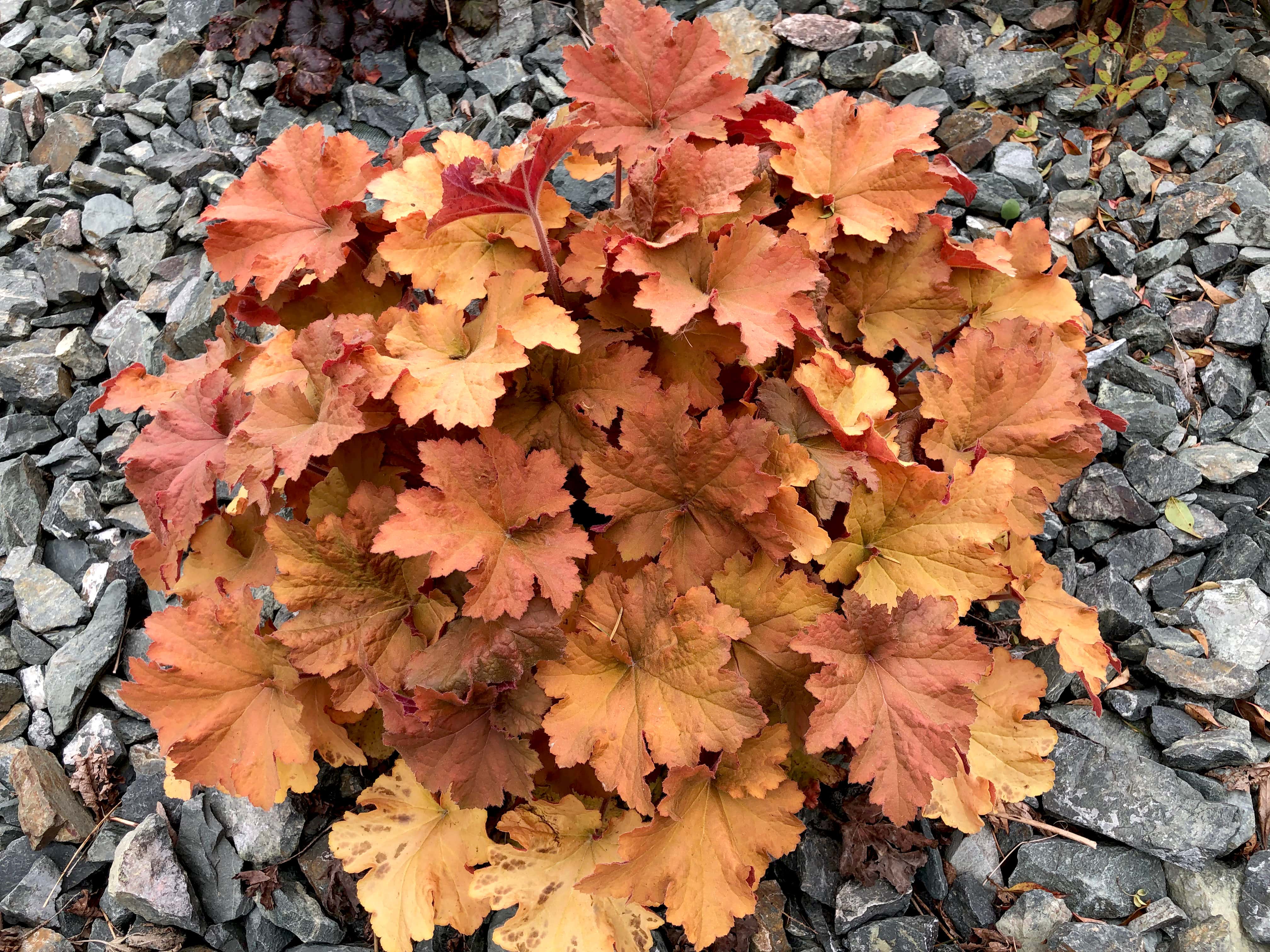 shutterstock_1399964969 - heuchera-min.jpg