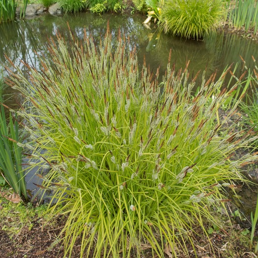 shutterstock_695964094 Carex elata &acirc;__Aurea&acirc;__-min.jpg