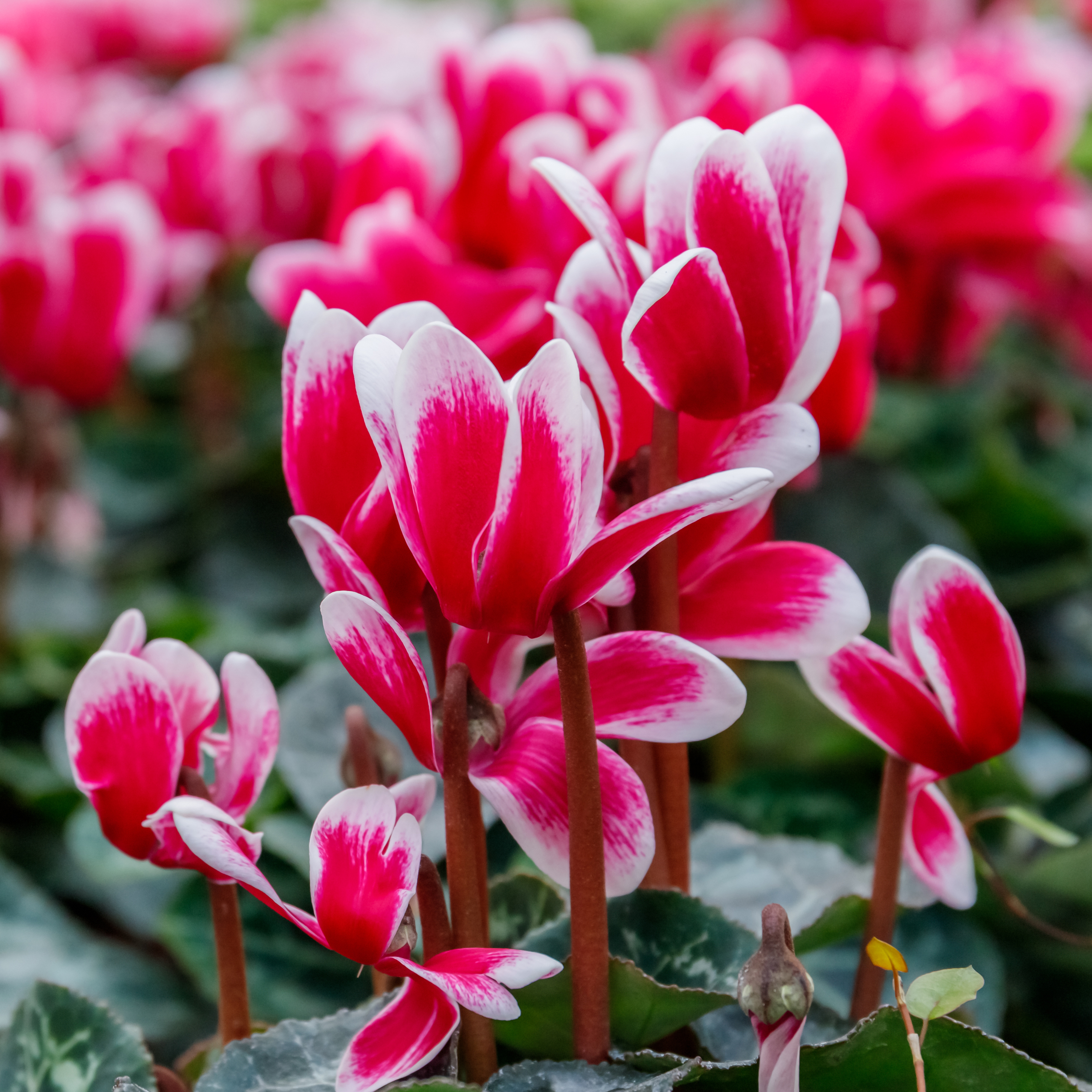 shutterstock_1453712621 Cyclamen.jpg