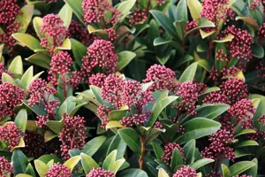 Early Winter Flowering Plants