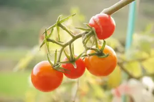 Grow Guide: Tomatoes