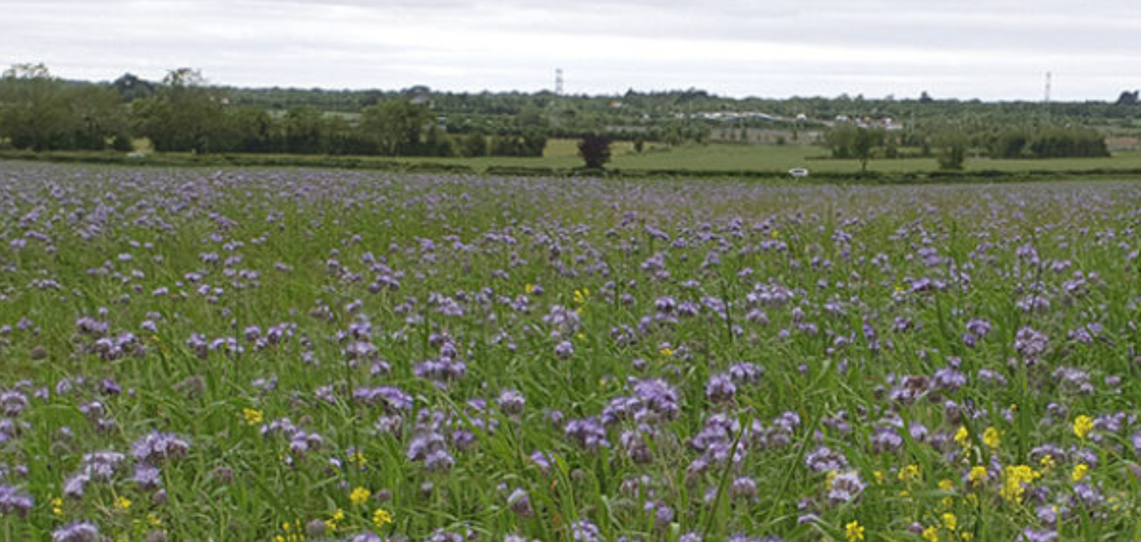 Open field landscape with purple flowers in the foreground