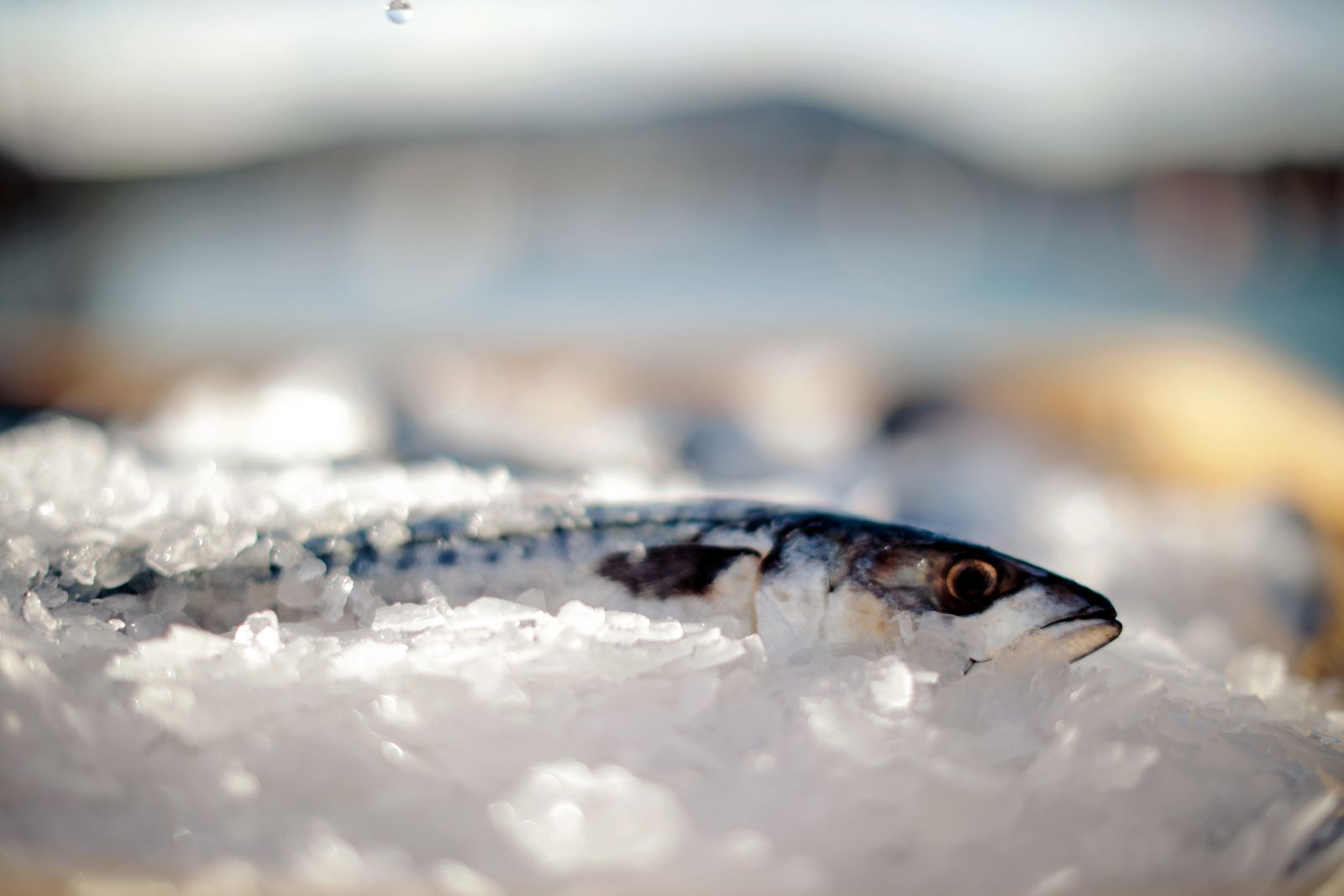 Kish Fish - Banner Image