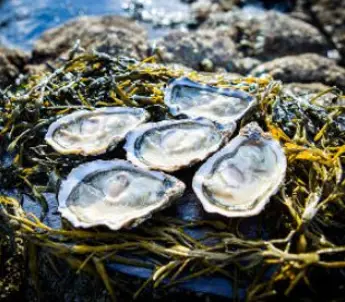 Nutritional Benefits of Seafood