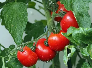 tomatoes on the vine