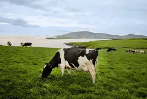 Knowledge Transfer Walks