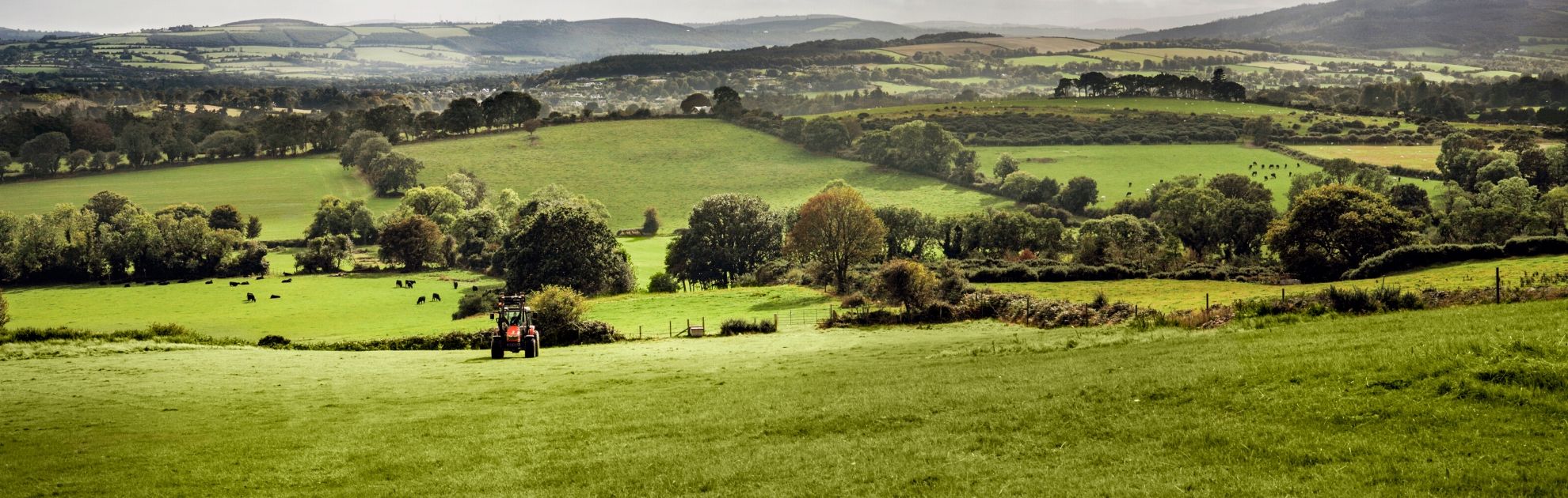 Image of green grass field